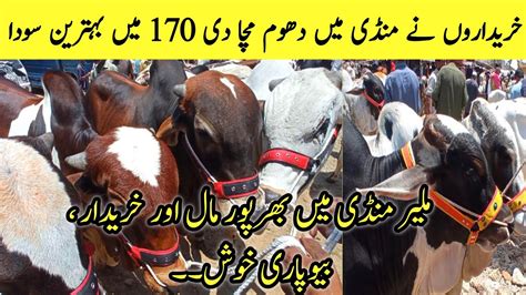 Malir Mandi Karachi Cattle Rates Update Naseeb Ka Soda Bakra Eid