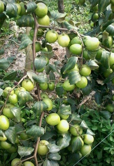 Well Watered Green Apple Ber Plant For Fruits At Rs 70 Piece In Jaipur