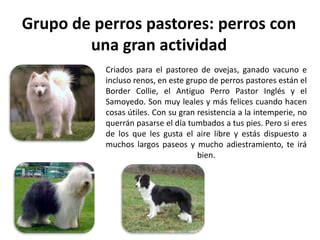 Cuál es la raza de perro adecuada para ti PPT