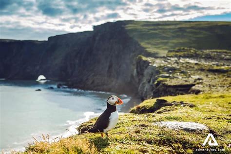 Puffins in Iceland: A Complete Guide | Adventures.com