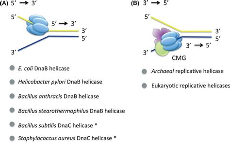 Loading And Activation Of Dna Replicative Helicases The Key Step Of