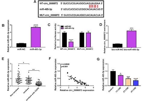 Circ Acts As A Sponge For Mir P A The Binding Site Of