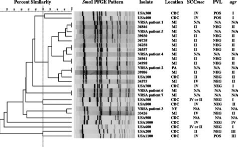 Dendrogram Of Selected Clinical Mrsa Bacteremia Isolates Cdc Usa To