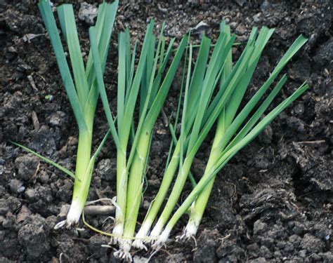allotment  plan  plot  platter growing leeks
