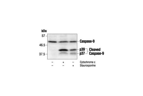 Caspase 9 Antibody Cell Signaling Technology