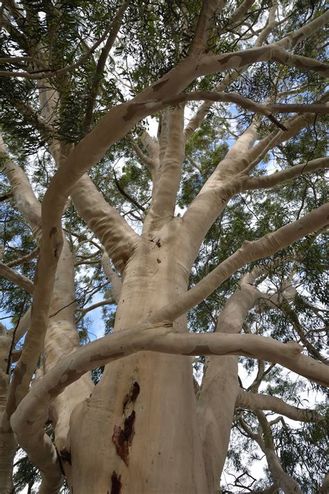 National Trust Lemon Scented Gum Corymbia Citriodora