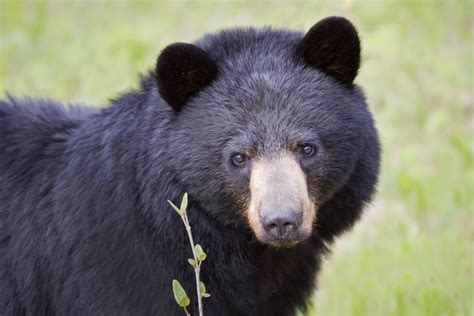 First Black Bear Killing Of Human Confirmed In California Focusing On