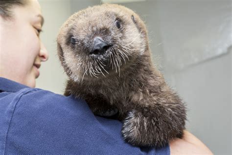 This Adorable Video Of A Baby Otter Learning To Swim Will Make Your Day