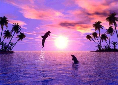 Cute Dolphins Wallpapers Top Free Cute Dolphins Backgrounds Wallpaperaccess