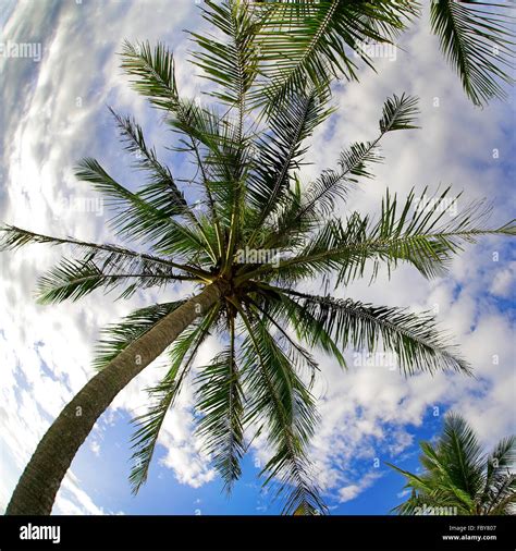 Under Coconut Palms Stock Photo Alamy