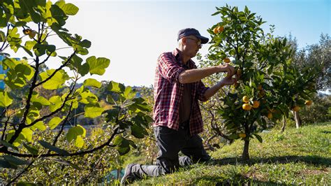 Don't Skip This Crucial Gardening Task This Fall Or Your Citrus Trees Will Suffer