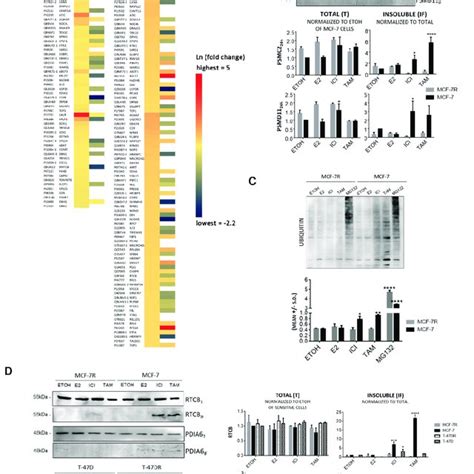 Protein Aggregation Induced By Antiestrogens In Mcf 7 Cells Cells Were Download Scientific