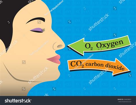 Humans Need Oxygen To Live Stock Vector Illustration 244638001