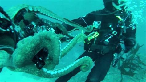 Rare Footage California Diver Interacts With Octopus Divesummit