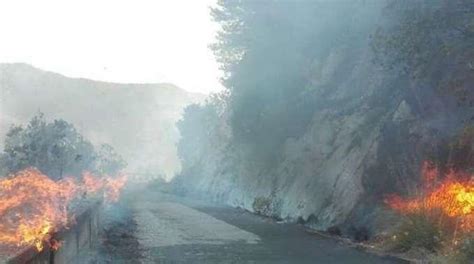 Incendio Divora Parco Ulivi Di Venafro