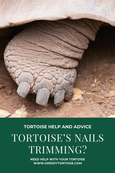 Tortoise Nails Trimming Trim Nails Tortoise Nails