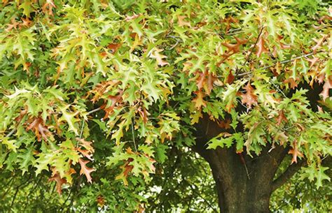 oak tree enthusiasts  oaks planted    zealand
