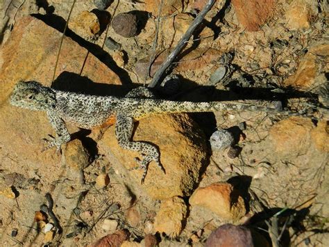 Southern Rock Agama From Wonderklippe Genadendal South Africa On