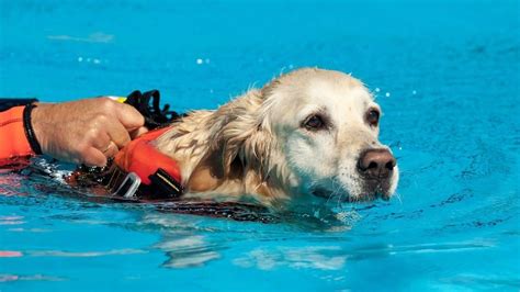 Dog Paddle Swimming