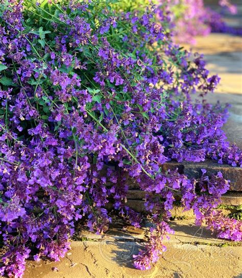 Котовник Фассена (Nepeta faassenii `Six Hills Giant`) - Котовник ...