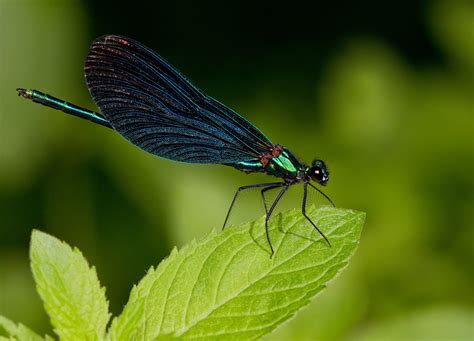 Caballito Del Diablo Azul Invertebrados Del Mass S Del Montseny