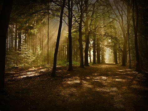 Wallpaper Sunlight Trees Landscape Night Nature Grass Sky