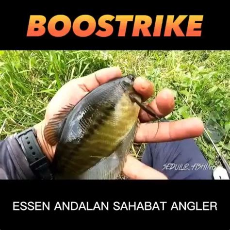 Produk BOOSTRIKE ESSEN IKAN OFFICIAL Shopee Indonesia