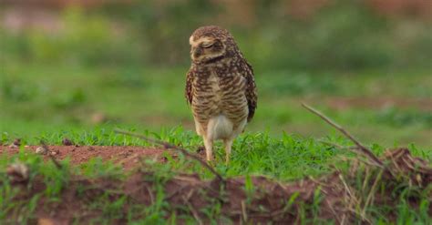 Photo of Owl on the Ground · Free Stock Photo