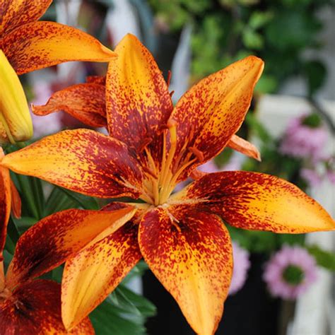 Tiny Orange Sensation Asiatic Lily Vanstone Nurseries