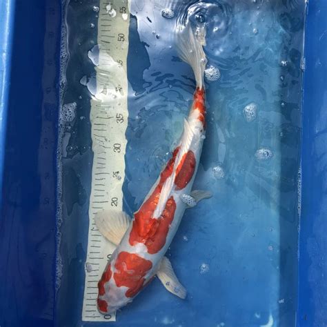 Koi Doitsu Kikusui 50 55 Cm Koifarm Straeten