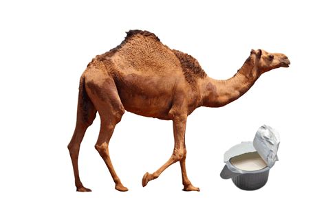 Top Benefits Of Drinking Camel Milk Tvasiapacific