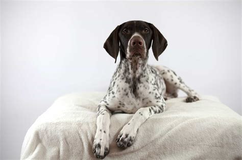 4 German Shorthaired Pointer Colors + Color Combinations