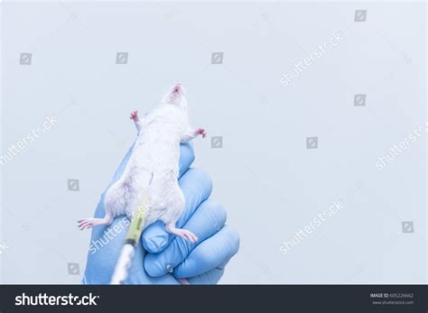 13 Intraperitoneal Injection Images Stock Photos And Vectors Shutterstock