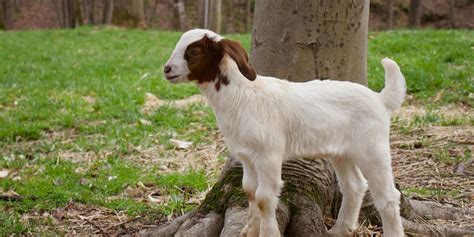 20 Goat Breeds From Around The World - Livestock.Directory