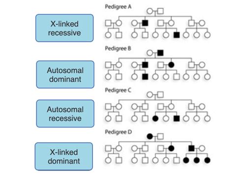 Autosomal Recessive Vs Autosomal Dominant Pedigree