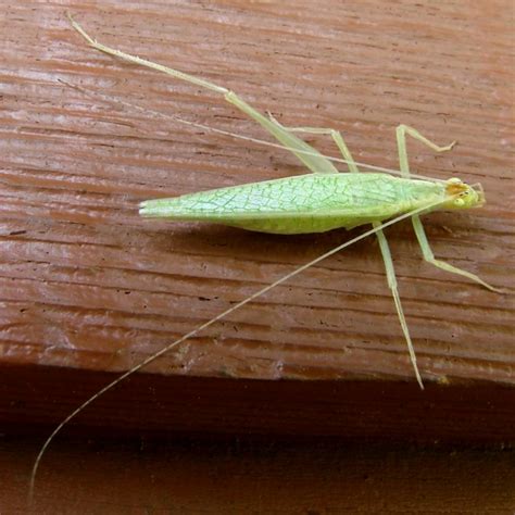 Tree Cricket Oecanthus Fultoni Bugguide