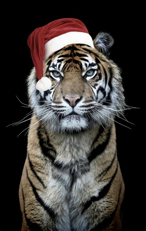 Christmas Tiger Wallpapers Wallpaper Cave