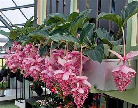 Цветок мединилла: уход в домашних условиях, фото - великолепная ...