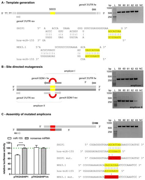 Figure Shows Seed Mutagenesis Of MiR 155 Targets SHIP1 And NKX3 1 Gel