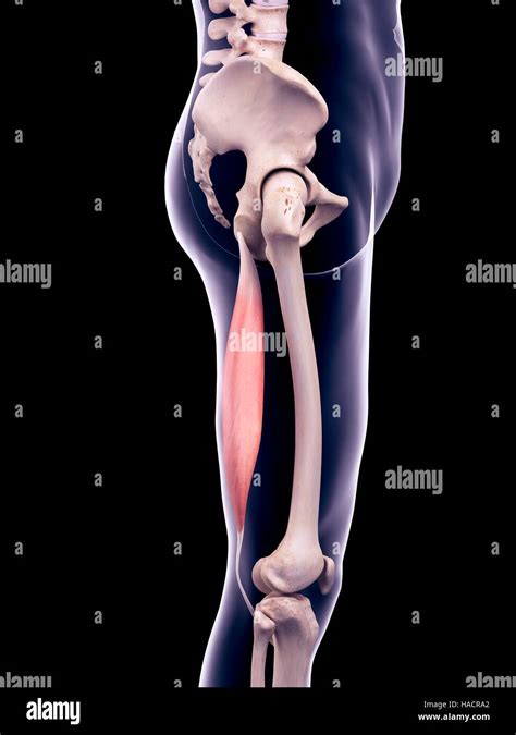 Semitendinosus Muscle Hi Res Stock Photography And Images Alamy