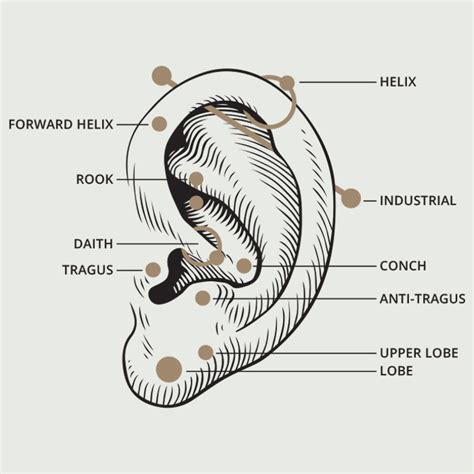 The Ultimate Piercing Size Guide Types Sizes And Fitting