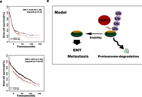 Frontiers Usp37 Promotes Lung Cancer Cell Migration By Stabilizing