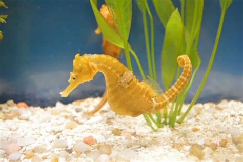 Do Male Seahorses Give Birth? (Yes, and Here's How)