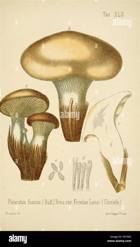 I Funghi Mangerecci E Velenosi Dell Europa Media Tav XLII Stock Photo