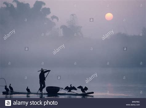 A fisher uses Cormorants to capture fish from the Li River at sunrise ...