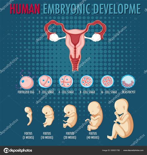 Diagrama Que Muestra Ilustración Del Desarrollo Embrionario Humano Vector Gráfico Vectorial