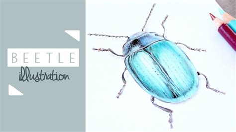 How To Draw A Beetle Illustration Using Coloured Pencils Bug Drawing