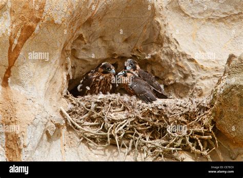 Nesting peregrine falcon Stock Photo - Alamy