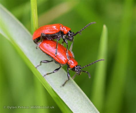 Lily Beetle Lilioceris Lilii Species Wildbristoluk