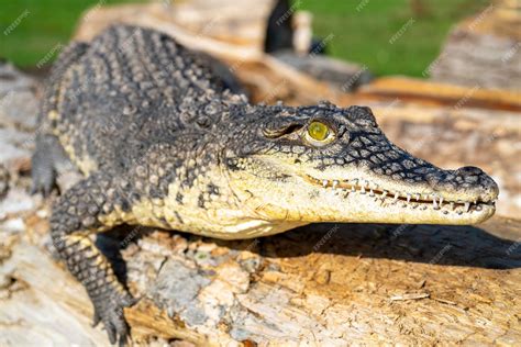 Premium Photo The Nile Crocodile Crocodylus Niloticus Is A Large